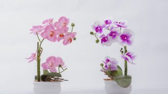 flores 1-036-Edit